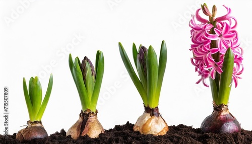 growth stages of a pink hyacinth from flower bulb to blooming flower isolated on white photo