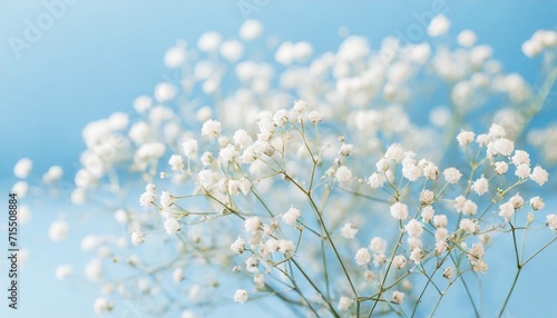 gypsophila delicate romantic dry little white flowers with branches wedding lovely bouquet on light blue background macro