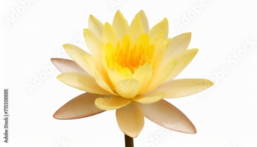 yellow lotus flower isolated with clipping path