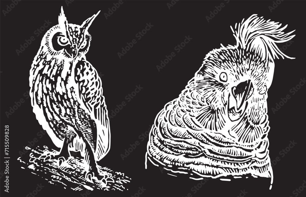 Fototapeta premium Graphical set of birds on white , vector illustration 