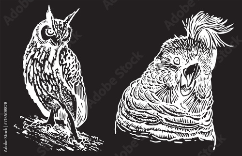 Graphical set of birds on white , vector illustration	