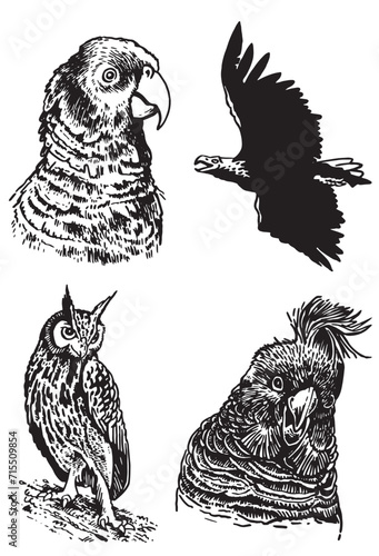 Graphical set of birds on white , vector illustration	