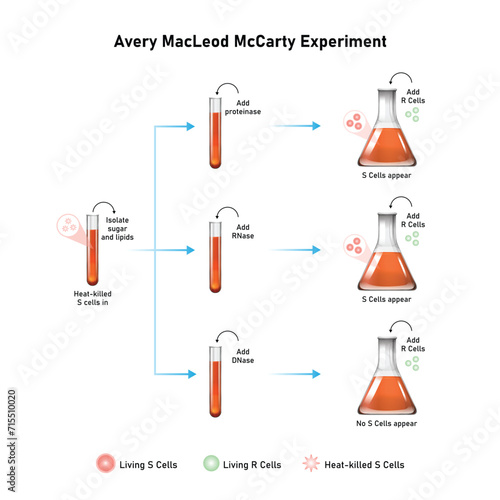 Avery MacLeod McCarty Experiment Scientific Design. Vector Illustration. photo