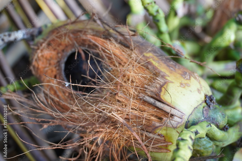 Fototapeta premium Close-up of a coconut with a hole in it caused by a squirrel attack and falling to the ground.