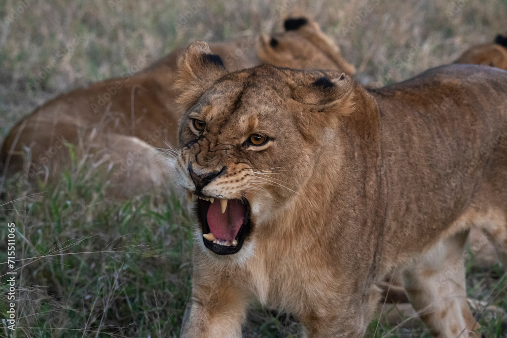 Lioness (Panthera leo), Sabi Sands Game Reserve, South Africa Lioness (Panthera leo), Sabi Sands Game Reserve, South Africa