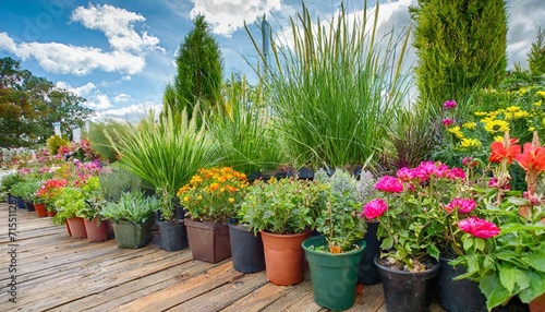 a plant nursery or garden center display of potted perennials and grasses with colorful flowers and foliage photo