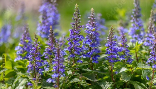 the perennial wildflower lobelia siphilitica great blue lobelia in bloom in a garden setting