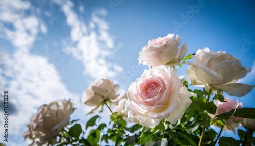white and pale pink roses