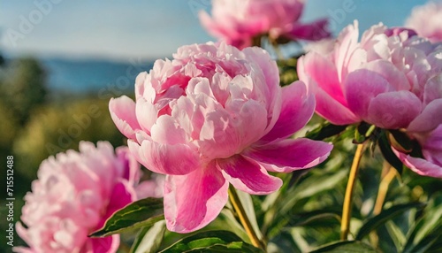pink peony flowers in a close up view create a dreamy and romantic ambiance