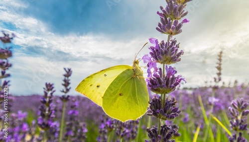 beautiful yellow gonepteryx rhamni or common brimstone butterfly on a purple lavender flower photo