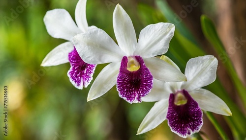 dendrobium anosmum in full bloom white and purple orchid flower photo