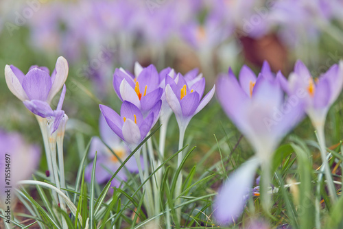 Purple crocuses in flower in early spring, one of the earliest flowers to announce the arrival of spring, Devon, England