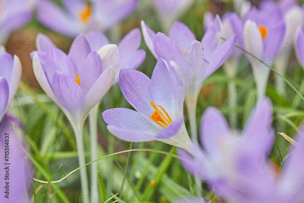 Purple crocuses in flower in early spring, one of the earliest flowers to announce the arrival of spring, in Devon, England Purple crocuses in flower in early spring, one of the earliest flowers to announce the arrival of spring, in Devon, England