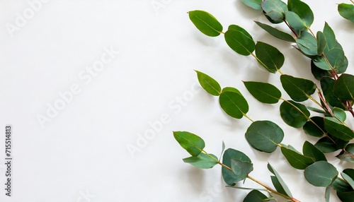 green leaves eucalyptus on white background flat lay top view