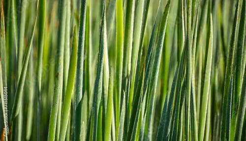 green reed abstract background