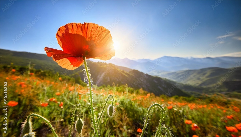 open bud of red poppy flower in the field at mountainous countryside - obrazy, fototapety, plakaty 
