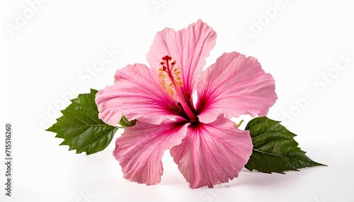 pink hibiscus flower isolated photo