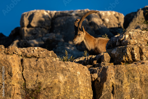 Iberian Ibex - Capra pyrenaica, beautiful popular mountain wild goat from Iberia mountains and hills, Andalusia, Spain. © David