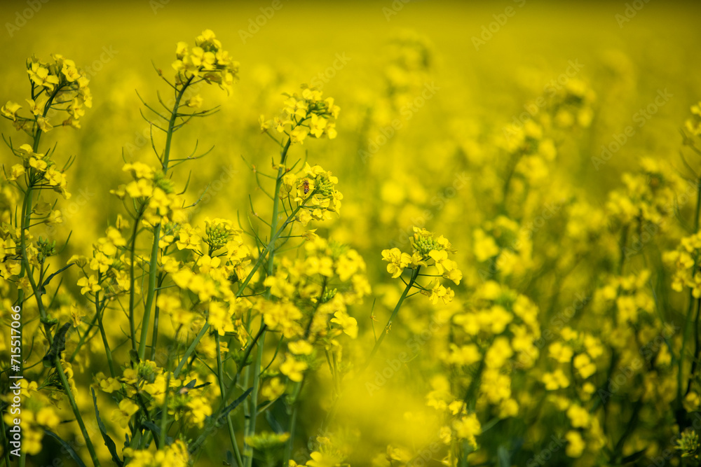 Obraz premium yellow field