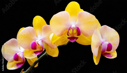 orchid flower yellow pink flower in full bloom isolated from background macro background for various graphic design png file