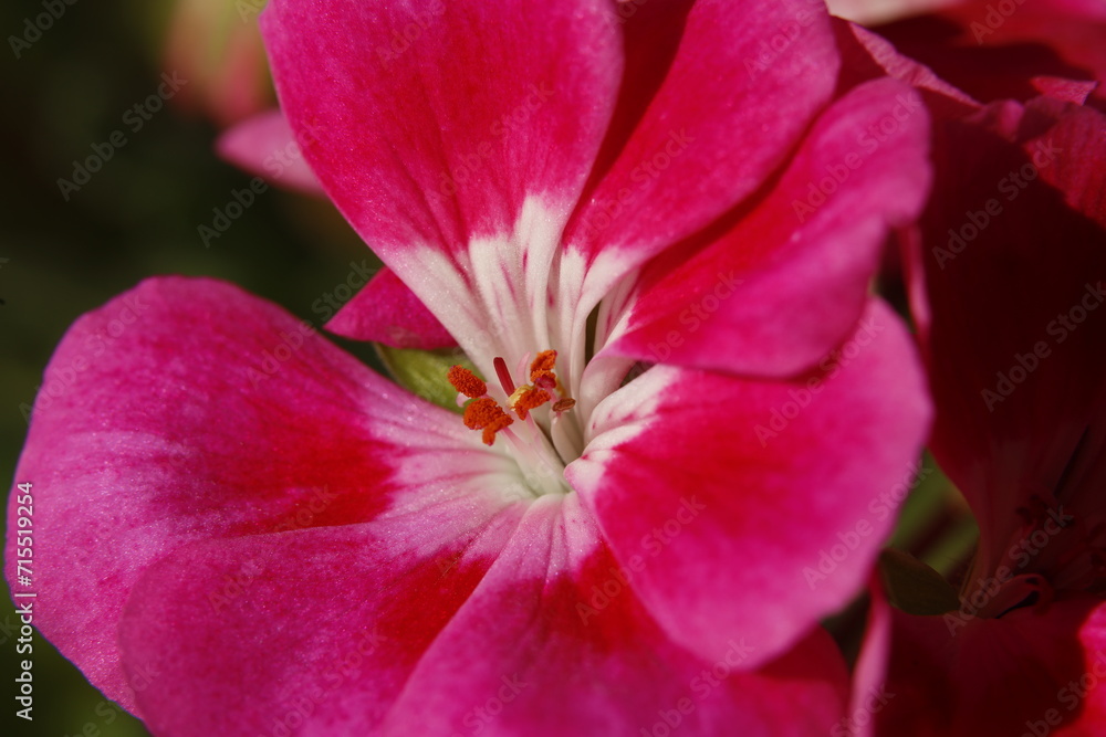Scented-Leaved Geranium, flower Scented-Leaved Geranium, flower