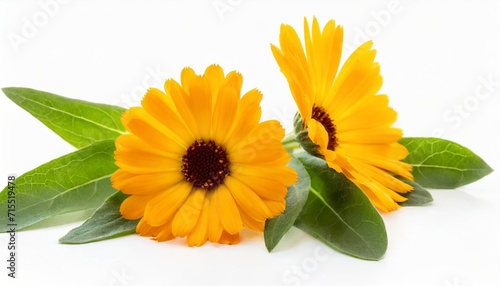 calendula officinalis flower isolated on white or transparent background marigold medicinal plant healing herb set of two falling calendula flowers with green leaves