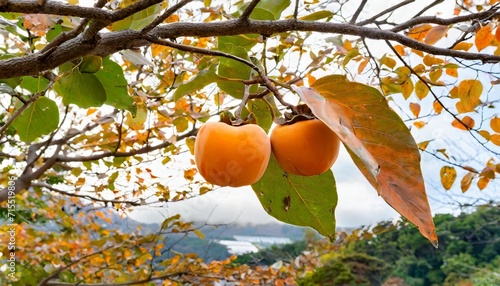 two ripe fruit of asian or japanese persimmon diospyros kaki cultivar ichi ki kei jiro and a fall leaf hanging on a tree isolated
