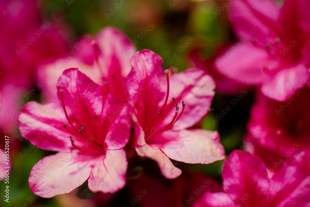 close up of pink flower close up of pink flower