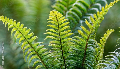 vertical closeup of the foliage of tassel fern polystichum polyphlebarum photo