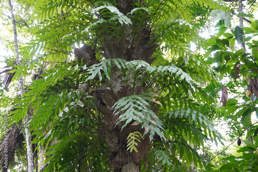Fototapeta premium Green ferns grow abundantly on coconuts. The roots of the tree stick together tightly and continue to reproduce. Dependence on each other forever. Parasitism symbiosis for education.