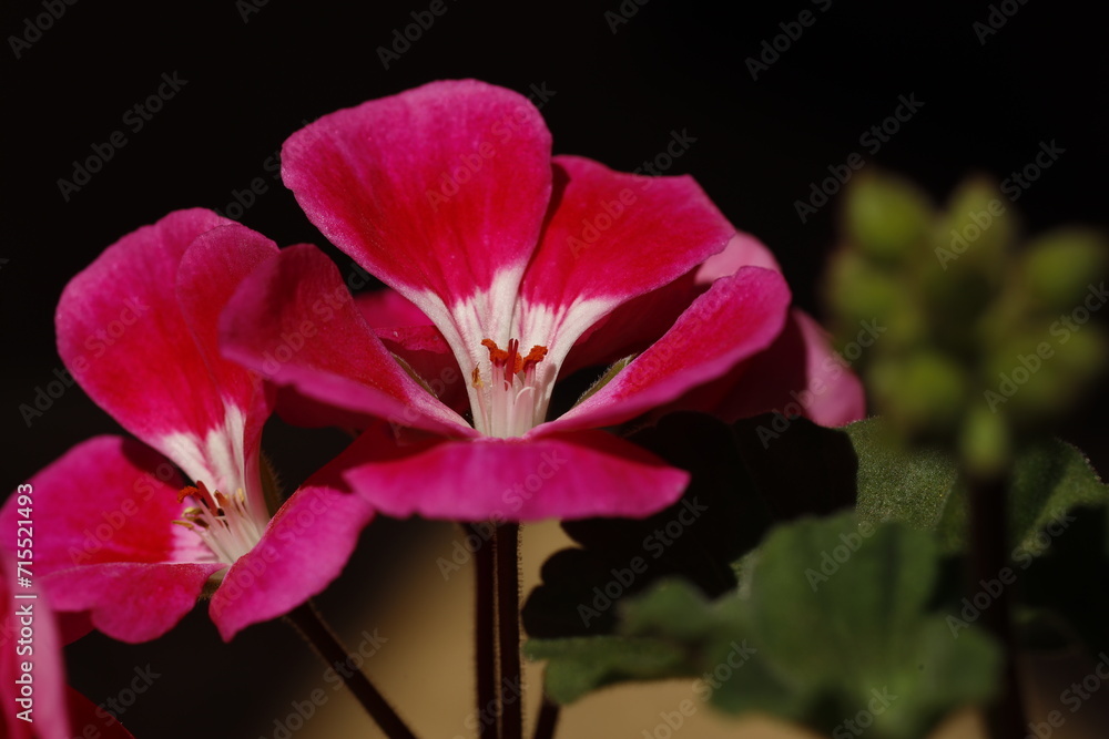 Naklejka premium Scented-Leaved Geranium, flower