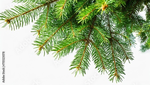 green fir tree isolated on white background vector eps 10