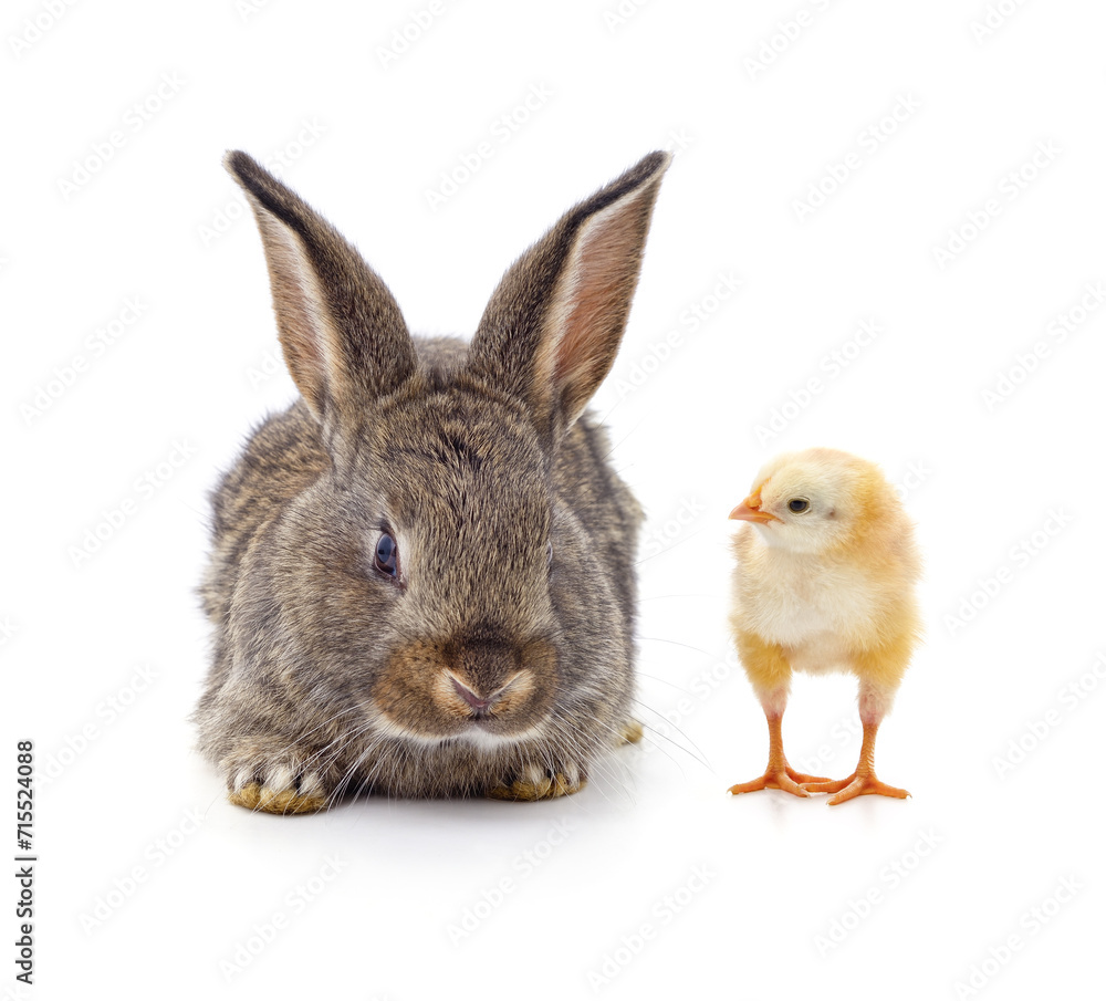 Obraz premium Rabbit and chicken.