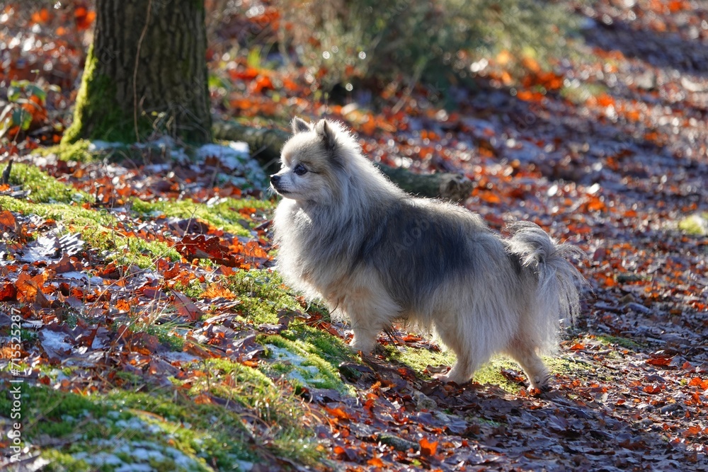 Joli petit chien chihuahua croisé spitz en forêt lors d'une belle journée ensoleillée d'hiver Joli petit chien chihuahua croisé spitz en forêt lors d'une belle journée ensoleillée d'hiver