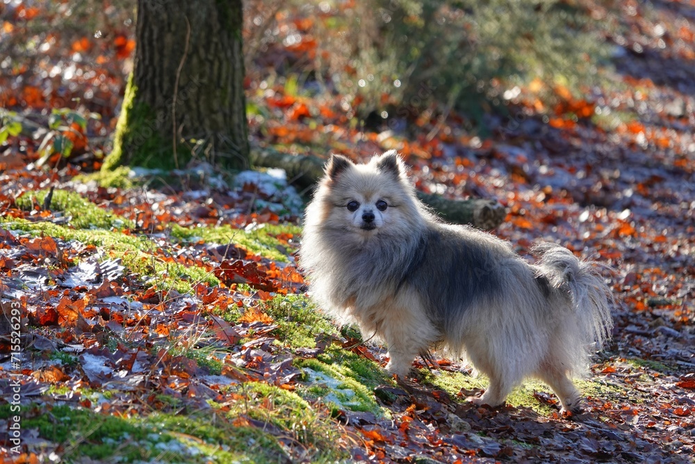 Obraz premium Joli petit chien chihuahua croisé spitz en forêt lors d'une belle journée ensoleillée d'hiver