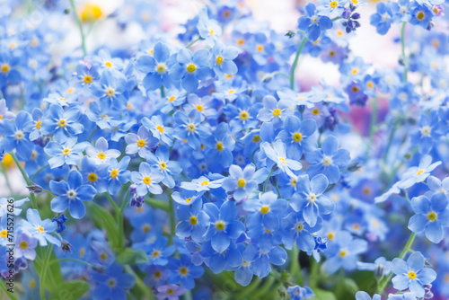 Spring Summer Floral background of blue flowers