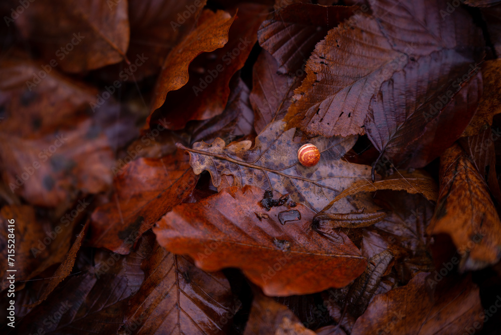 Abstract background with colorful autumn leaves. Wet deciduous layer in the forest Abstract background with colorful autumn leaves. Wet deciduous layer in the forest