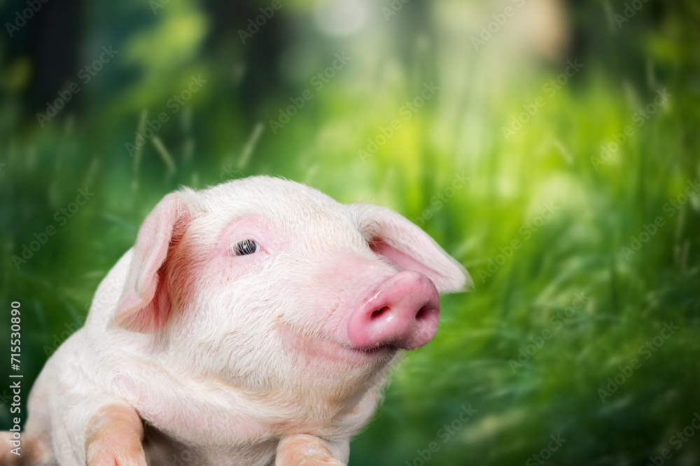 Cute small pink Domestic pig Cute small pink Domestic pig