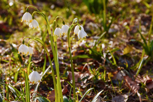 spring snowflake blooming on the forest glade. beautiful nature background of leucojum vernum plant