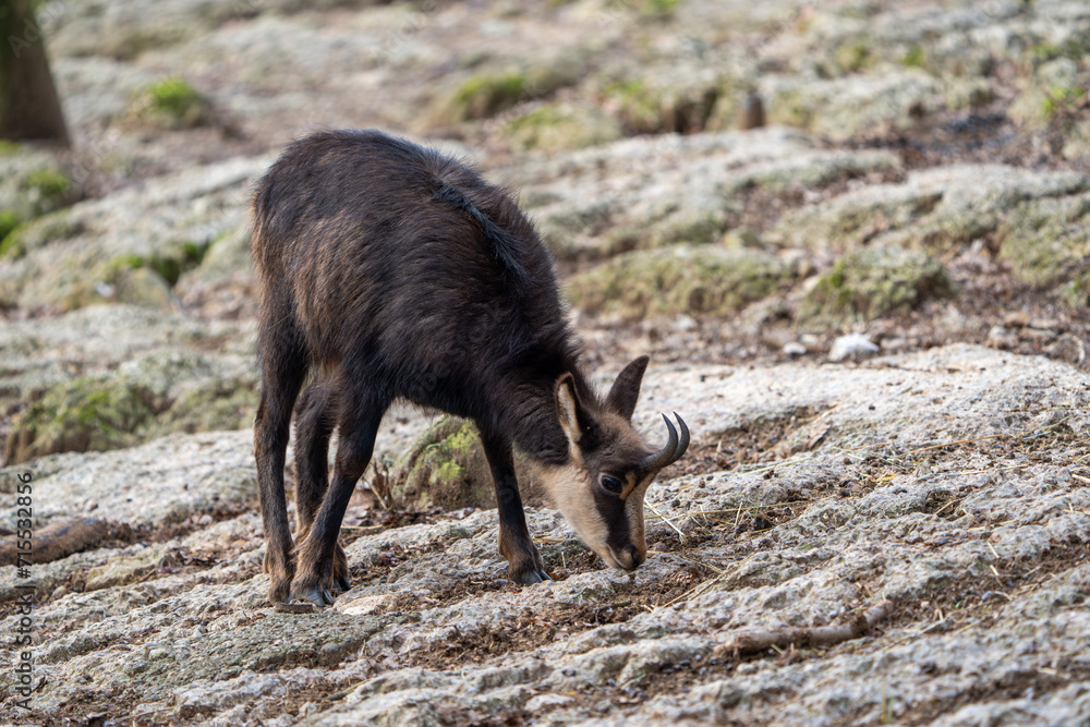 Chamois in the swiss mountains Chamois in the swiss mountains