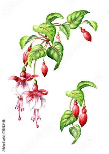 Fuchsia flower branch with Pink flowers, buds and leaves. Hand drawn watercolor illustration, isolated on white background 