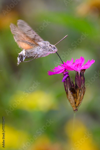 Hummingbird hawk-moth - Macroglossum stellatarum -  with Carthusian pink - Dianthus carthusianorum