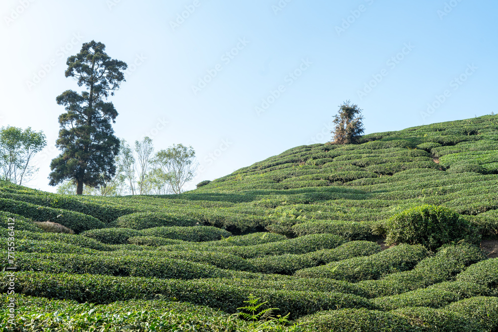 Beautiful green tea crop garden rows scene, design concept for the fresh tea product.