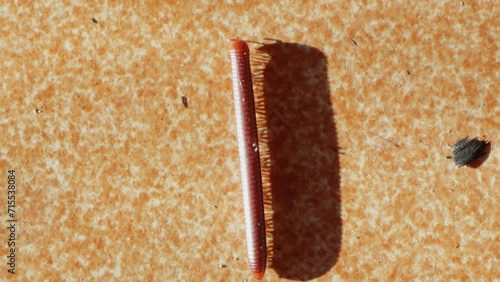 Millipede crawling on the floor with sunright beam. Wildlife. Slow motion 4k B roll. photo