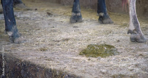 Farmer removing fresh manure from the cow bed with a shovel