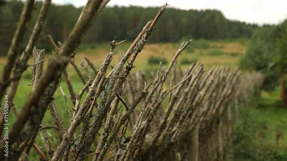 An old spruce bough fence, focus pull. An old spruce bough fence, focus pull.