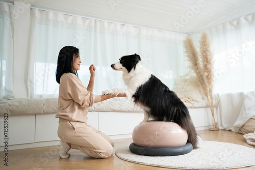 Tableau sur toile Young woman animal trainer play with her smart border collie dog balancing on an inflatable rubber ball