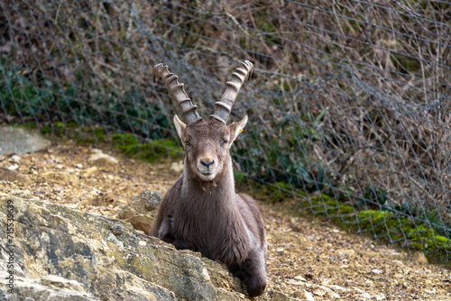 Ibex close up