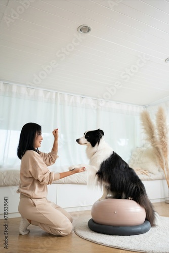 Young woman animal trainer play with her smart border collie dog balancing on an inflatable rubber ball. Cute black and white dog training stamina and agility with sports equipment special exercise.