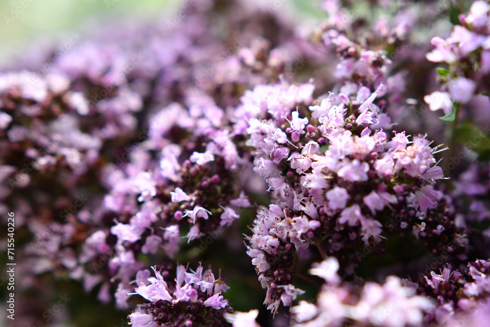 medical and spices herb marjoran\oregano blossom background. macro shot medical and spices herb marjoran\oregano blossom background. macro shot